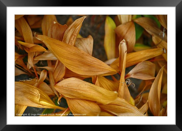 Selective focus shot of dried flower petals in the garden Framed Mounted Print by Ingo Menhard