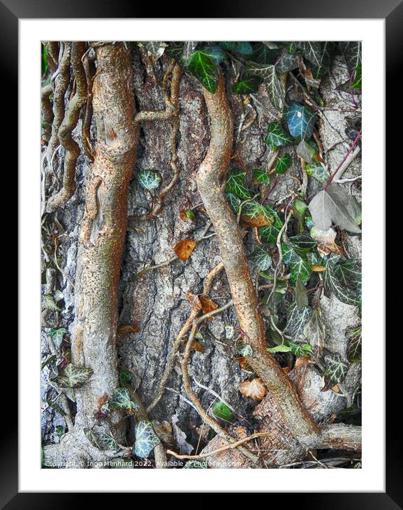 Adventitious roots with a stem of ivy growing on a tree Framed Mounted Print by Ingo Menhard