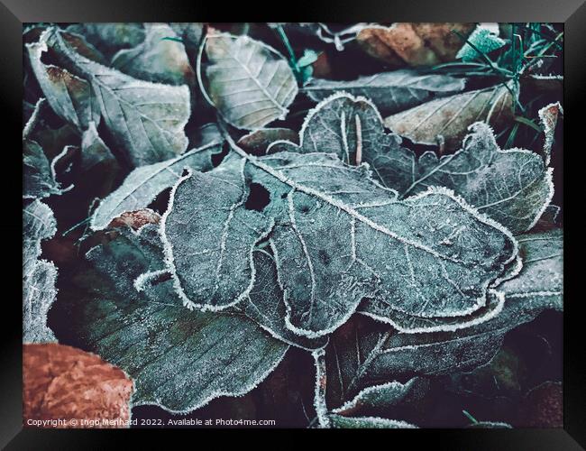 Closeup of frosted oak leaves on the ground during winter Framed Print by Ingo Menhard