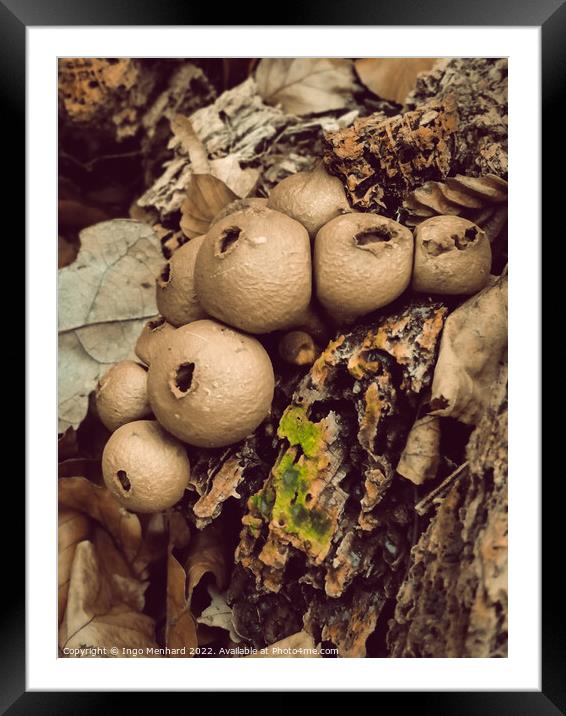 Vertical shot of wild mushrooms and dry leaves in a forest Framed Mounted Print by Ingo Menhard