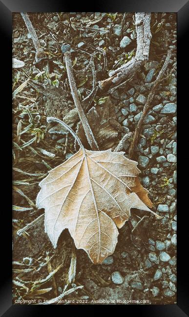 Vertical closeup shot of a frozen maple leaf on the ground Framed Print by Ingo Menhard
