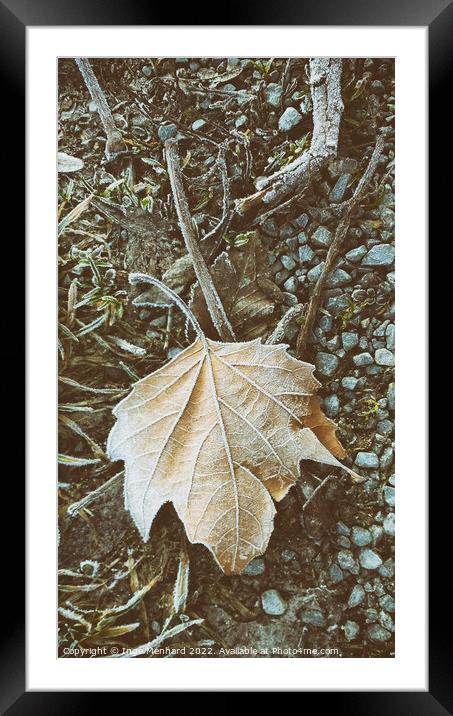 Vertical closeup shot of a frozen maple leaf on the ground Framed Mounted Print by Ingo Menhard