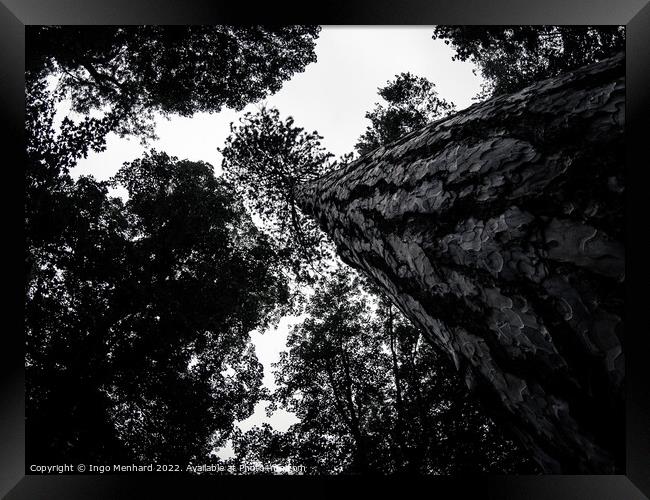 Greyscale low angle shot of the beautiful tree trunks Framed Print by Ingo Menhard