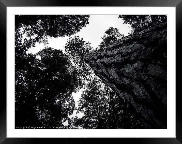 Greyscale low angle shot of the beautiful tree trunks Framed Mounted Print by Ingo Menhard
