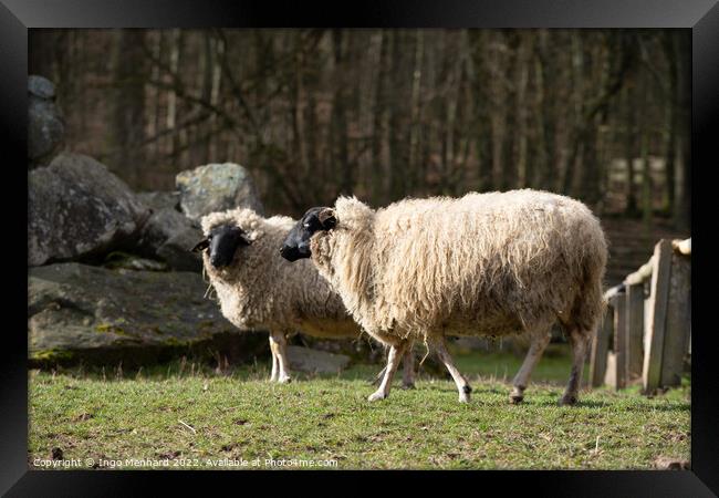 Selective focus shot of sheep in the farm Framed Print by Ingo Menhard