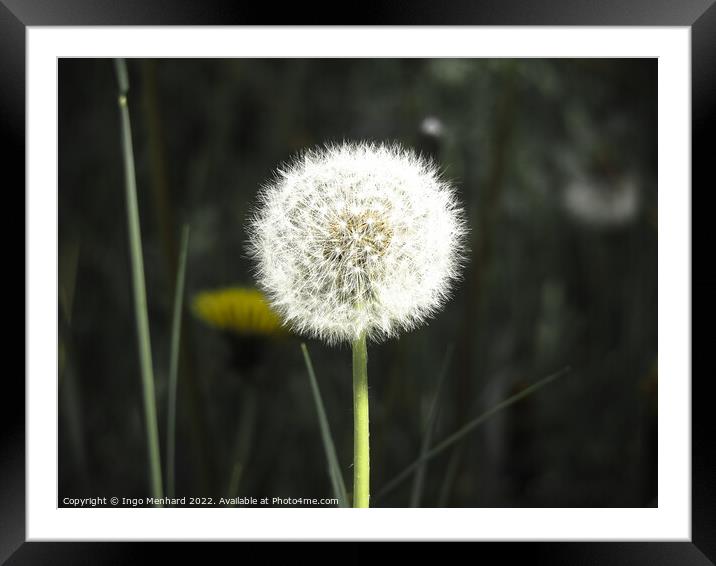 Selective focus shot of white dandelion Framed Mounted Print by Ingo Menhard