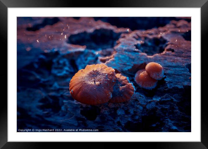 Two small frozen mushrooms growing on a tree trunk Framed Mounted Print by Ingo Menhard