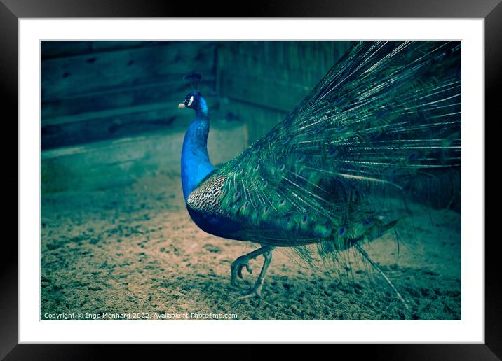 Selective focus shot of a beautiful peacock walking on the sandy ground Framed Mounted Print by Ingo Menhard