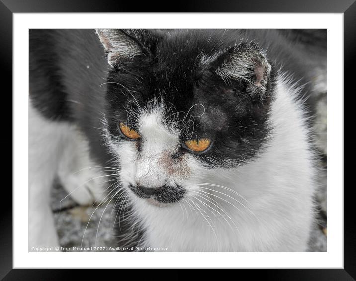 A closeup shot of a black and white cat Framed Mounted Print by Ingo Menhard