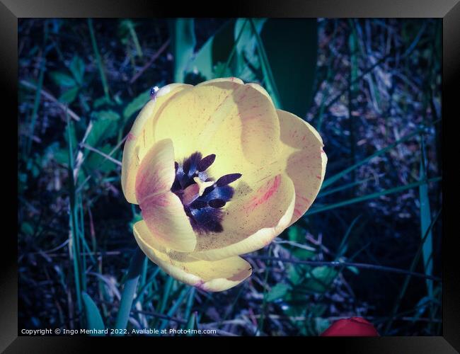 Closeup shot of a yellow tulip Framed Print by Ingo Menhard