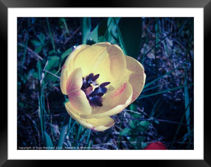 Closeup shot of a yellow tulip Framed Mounted Print by Ingo Menhard