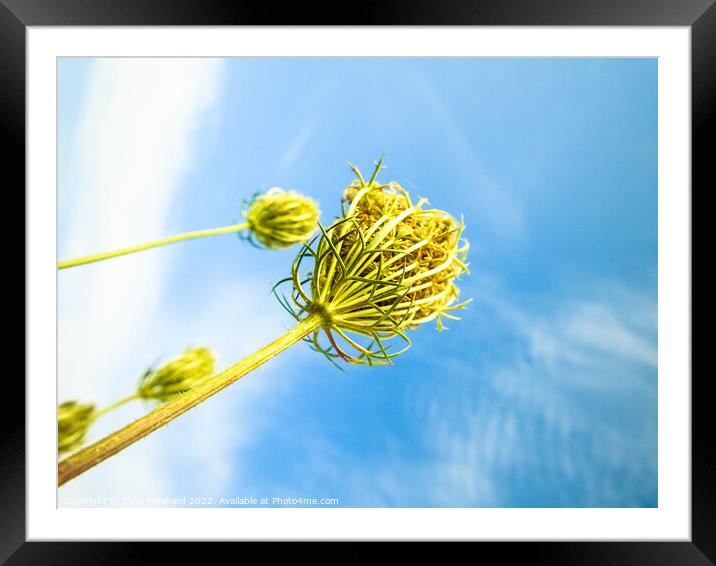 A low angle shot of growing wild carrot plants under the sunny s Framed Mounted Print by Ingo Menhard