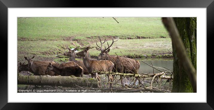 Selective focus shot of deers in their natural habitat Framed Mounted Print by Ingo Menhard