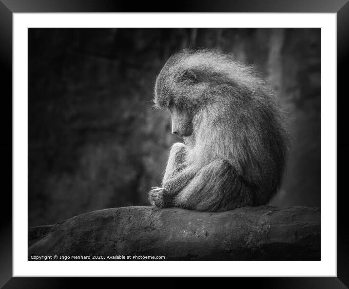 Lonely monkey Framed Mounted Print by Ingo Menhard