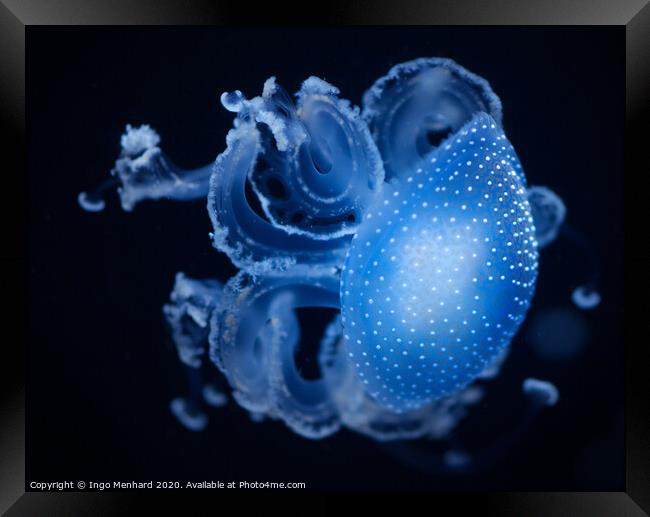 Blue motion jellyfish Framed Print by Ingo Menhard