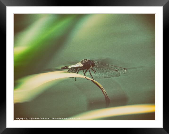 Dragonfly Framed Mounted Print by Ingo Menhard