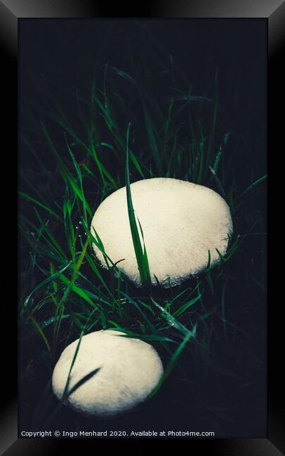 Wild champignons Framed Print by Ingo Menhard