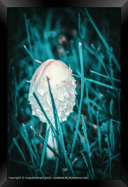Young parasol mushroom Framed Print by Ingo Menhard