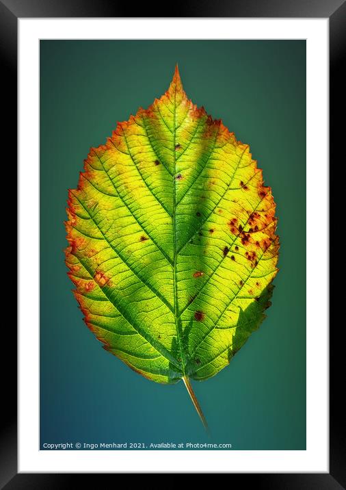 Autumn game of colours - Smartphone photography Framed Mounted Print by Ingo Menhard