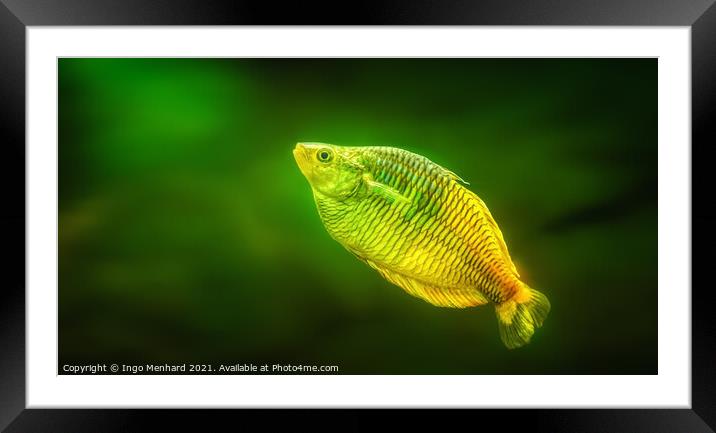 Green lure Framed Mounted Print by Ingo Menhard