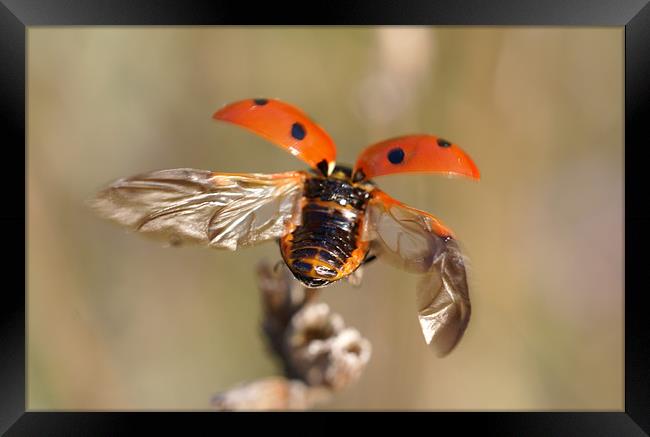 Flight  Framed Print by Alan Jacobs