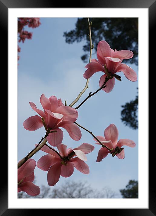 Spring Magnolia Framed Mounted Print by Alan Jacobs