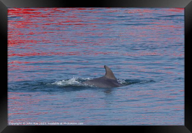 Dolphin on the river Clyde Framed Print by John Rae