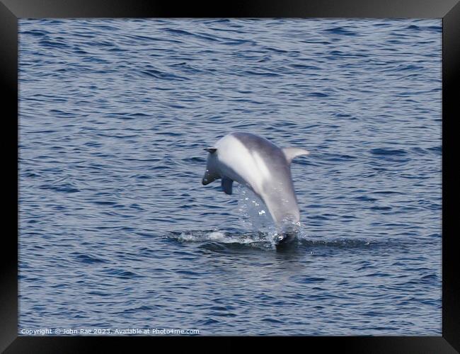 Dolphin on the river Clyde Framed Print by John Rae