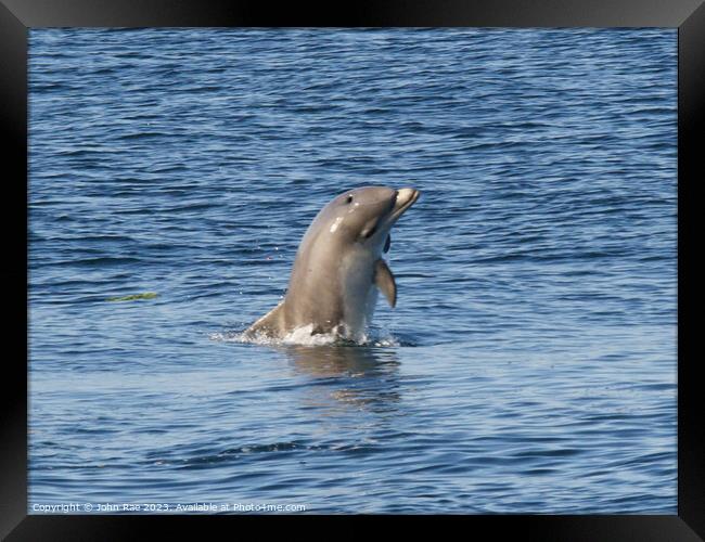 A dolphin in the river Clyde Framed Print by John Rae