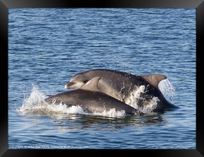 Dolphin on the river Clyde Framed Print by John Rae