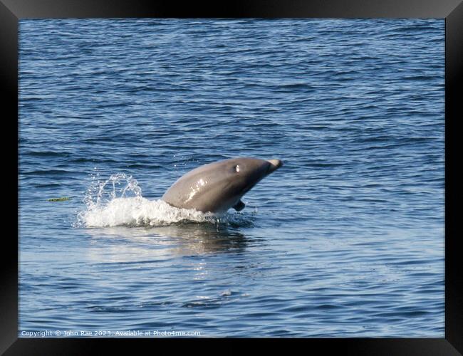 Dolphin on the river Clyde Framed Print by John Rae