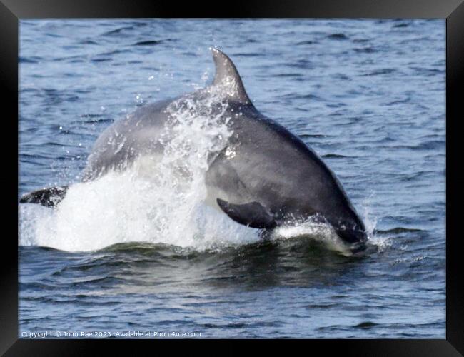 Dolphin on the river Clyde Framed Print by John Rae