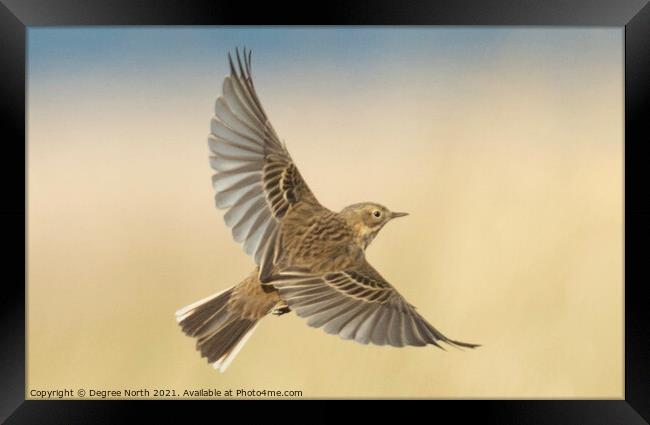 bird in flight Framed Print by Degree North