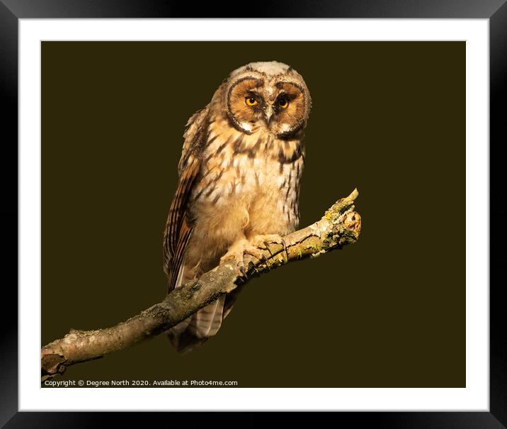 Short Eared Owl Framed Mounted Print by Degree North
