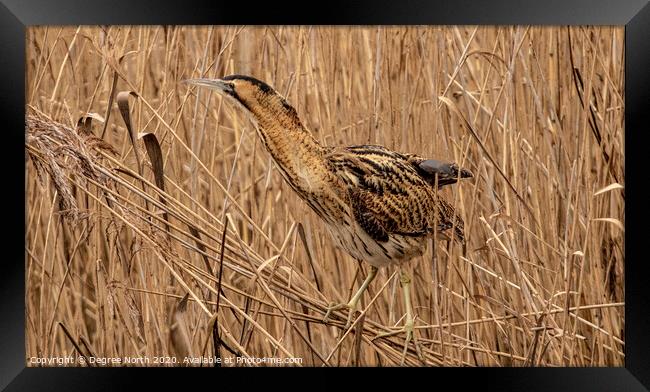 Bittern in the reeds Framed Print by Degree North