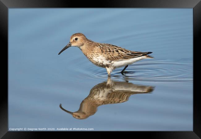 Dunlin Framed Print by Degree North