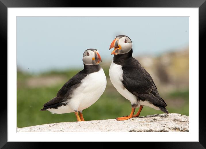 Two Puffins Framed Mounted Print by Degree North