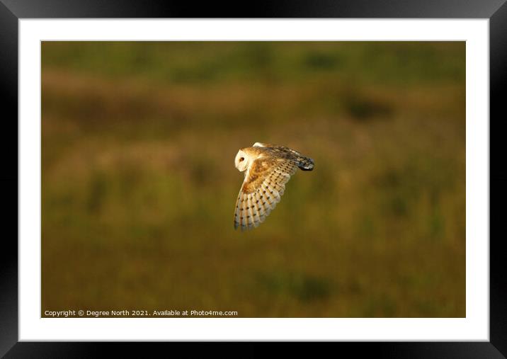 A barn owl hunting early evening Framed Mounted Print by Degree North