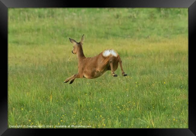 Jumping Roe Deer Framed Print by Degree North