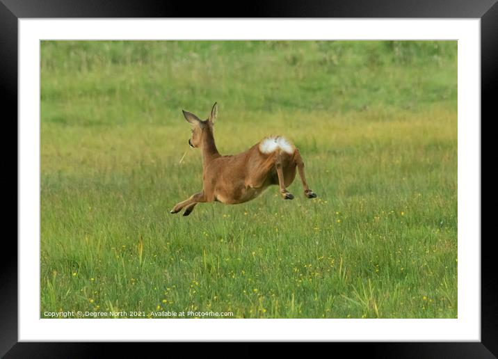 Jumping Roe Deer Framed Mounted Print by Degree North