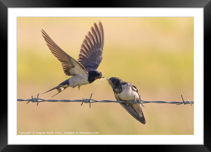 Feeding young Framed Mounted Print by Degree North