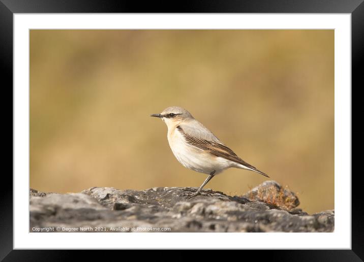 Wheatear Framed Mounted Print by Degree North