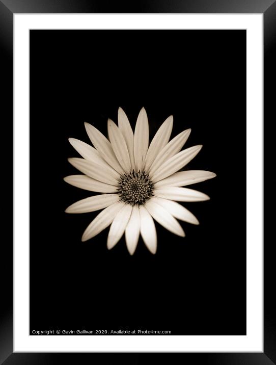 Beautiful Imperfection (Daisy) Framed Mounted Print by Gavin Gallivan