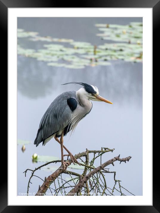 Stunning Grey Heron Amidst Misty Lily Ponds Framed Mounted Print by Tracey Turner