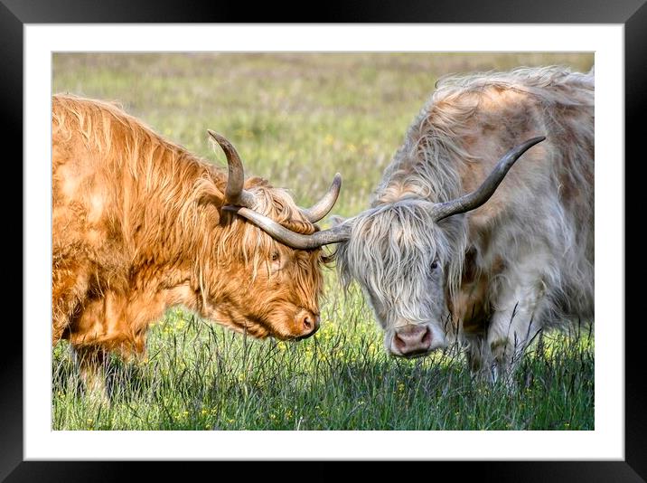 Highland Cows  - Locked Horns! Framed Mounted Print by Tracey Turner