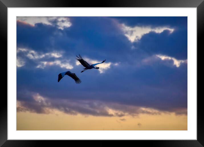 Cranes flying home in the Sunset Framed Mounted Print by Tracey Turner