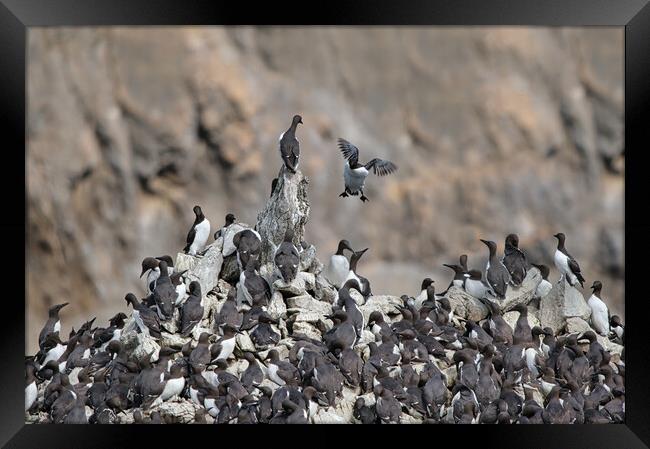 'Incoming!' - Guillemots at Elegug Stack Rocks Framed Print by Tracey Turner