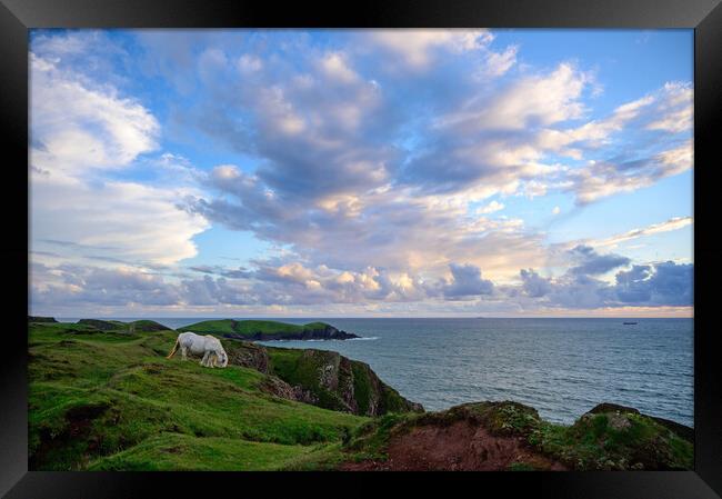 A Gypsy Cob on the Pembrokeshire Coast path Framed Print by Tracey Turner