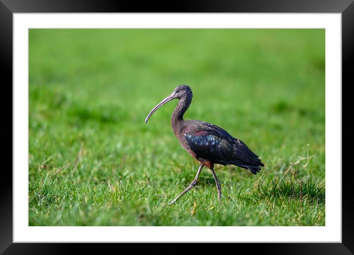 A Glossy Ibis taken in Gloucestershire Framed Mounted Print by Tracey Turner