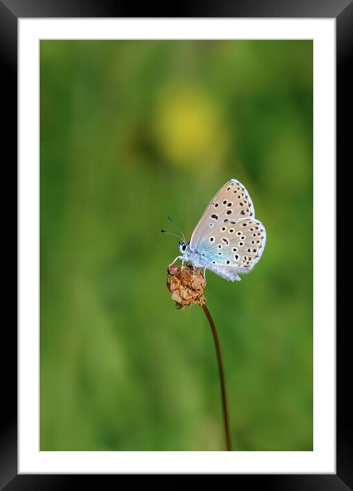 Large Blue Butterfly Framed Mounted Print by Tracey Turner